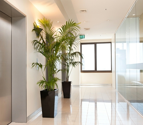 Usizo Indoor Plant Maintenance